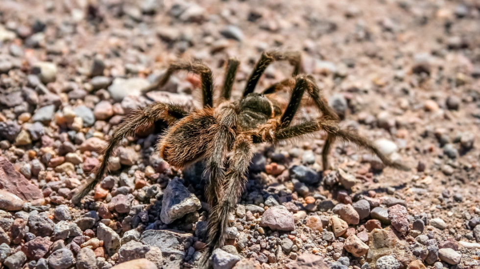 Nemački carinici zaplenili oko 1.500 tarantula na aerodromu u Kelnu