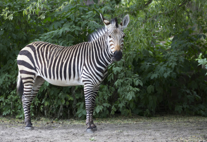 Zebra napustila ograđen prostor, povredila dete i još dve osobe u Zoološkom vrtu u Beogradu