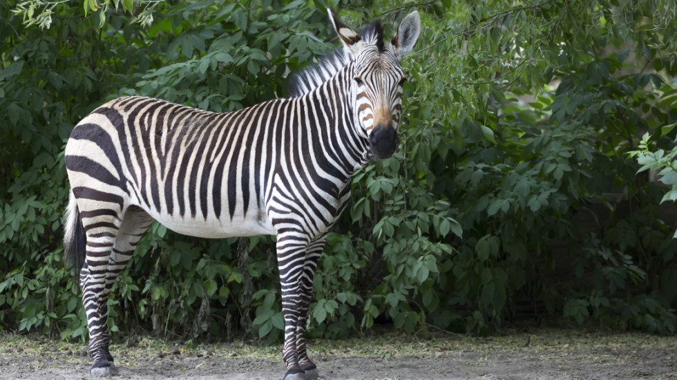 (VIDEO) U Zoološkom vrtu u Beogradu zebra napustila ograđen prostor i povredila dete i još dvoje