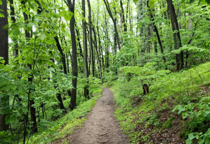 Šume pokrivaju 39,01 odsto teritorije Srbije: Ključni resurs za klimu i ekonomiju