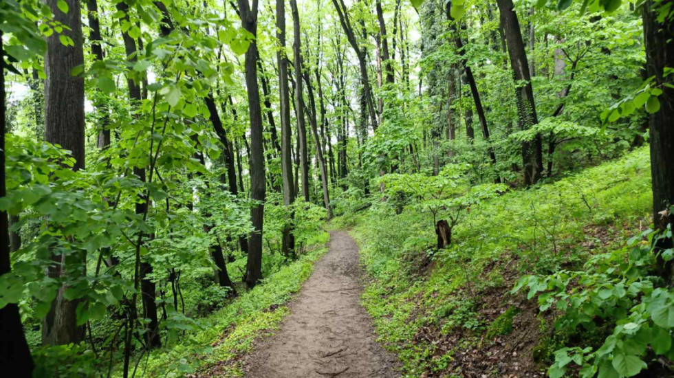 Šume pokrivaju 39,01 odsto teritorije Srbije: Ključni resurs za klimu i ekonomiju