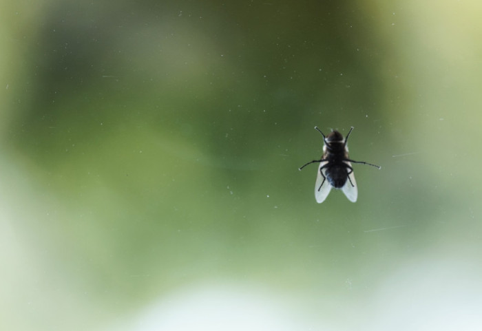 Sprejevi nisu jedino rešenje: Oterajte muve i druge insekti uz pomoć biljaka koje već imate kod kuće