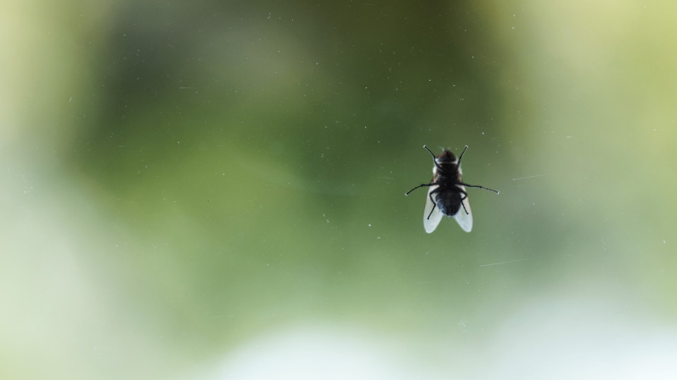 Sprejevi nisu jedino rešenje: Oterajte muve i druge insekte uz pomoć biljaka koje već imate kod kuće
