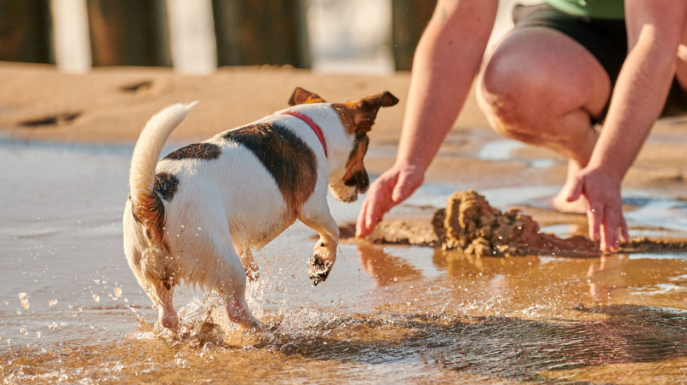 Najveće opasnosti za pse na plaži: Kada treba potražiti pomoć veterinara