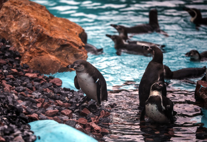 Četiri pingvina stigla u Beogradski zoo vrt: Došli da se zaljube "do ušiju" i nađu sebi adekvatnu nevestu
