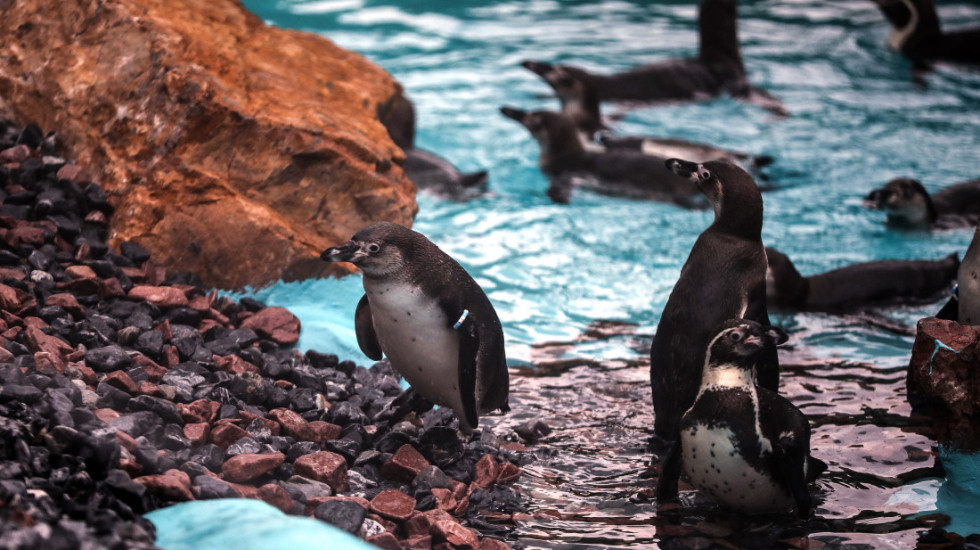 Četiri pingvina stigla u Beogradski zoo vrt: Došli da se zaljube "do ušiju" i nađu sebi adekvatnu nevestu
