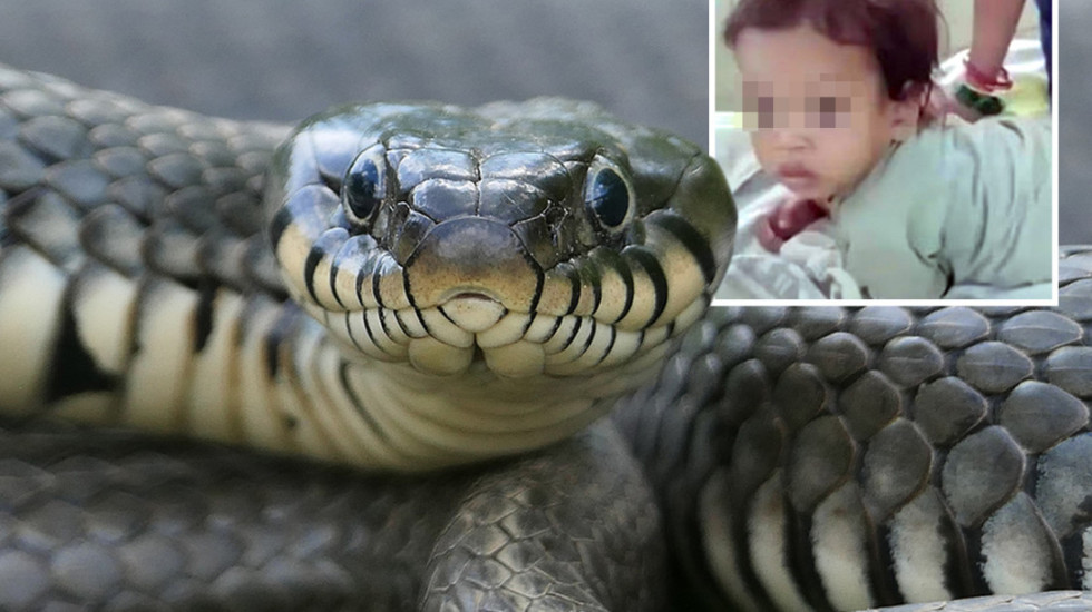 (VIDEO) Dvogodišnjak iz Indije ugrizao kobru i usmrtio je nakon što ga je napala