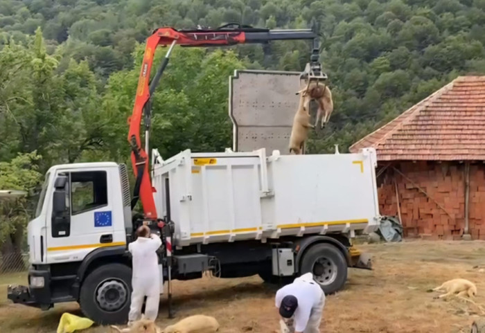 Bolest plavog jezika potvrđena i u Srbiji: Zaražene ovce na dva gazdinstva kod Bosilegrada