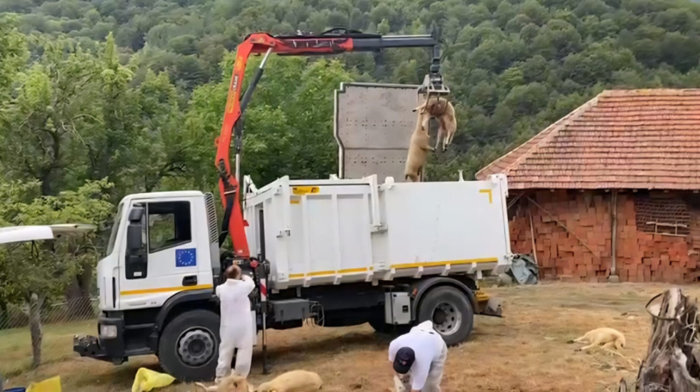 Bolest plavog jezika potvrđena i u Srbiji: Zaražene ovce na dva gazdinstva kod Bosilegrada
