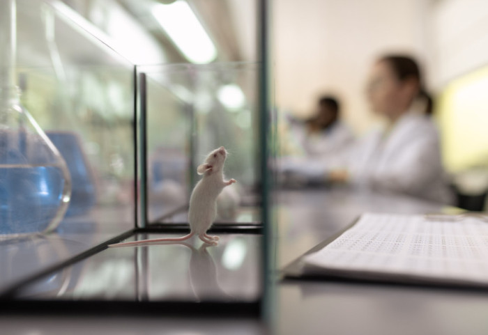 Četiri laboratorijska miša vraćena na Zemlju sa Kineske svemirske stanice