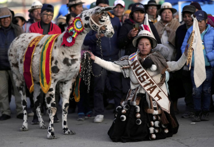 (FOTO) Lama teška 270 kilograma oduševila posetioce 15. Nacionalne izložbe kamila u Boliviji