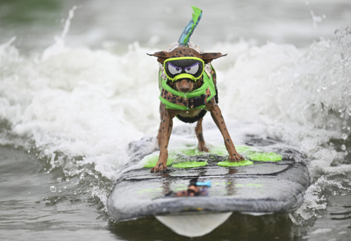 (FOTO) Ko je najbolji surfer? Psi koji jašu talase takmiče se na Svetskom prvenstvu u surfovanju