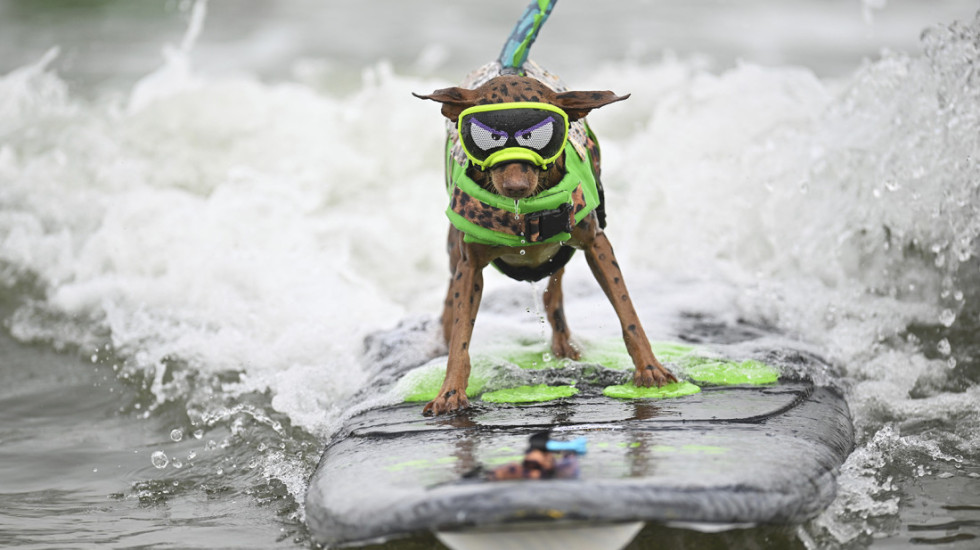 (FOTO) Ko je najbolji surfer? Psi koji jašu talase takmiče se na Svetskom prvenstvu u surfovanju