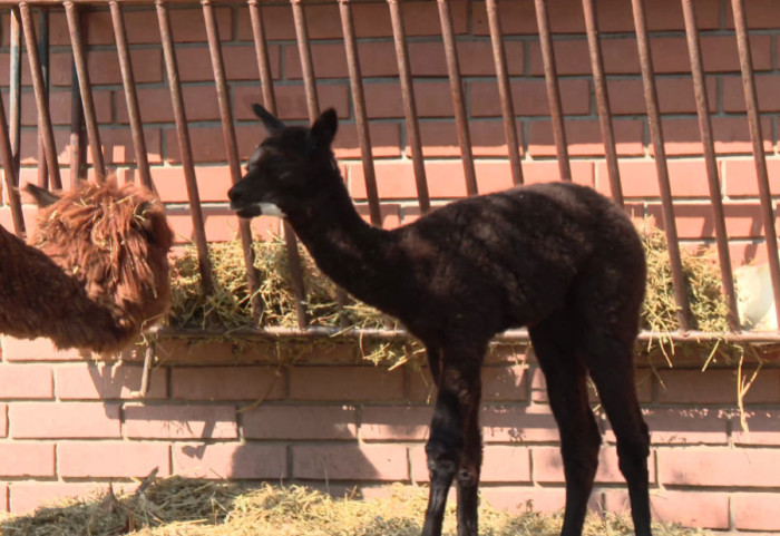 (VIDEO) "Pufnasta peruanska princeza": U Beogradskom zoološkom vrtu rodila se beba alpake