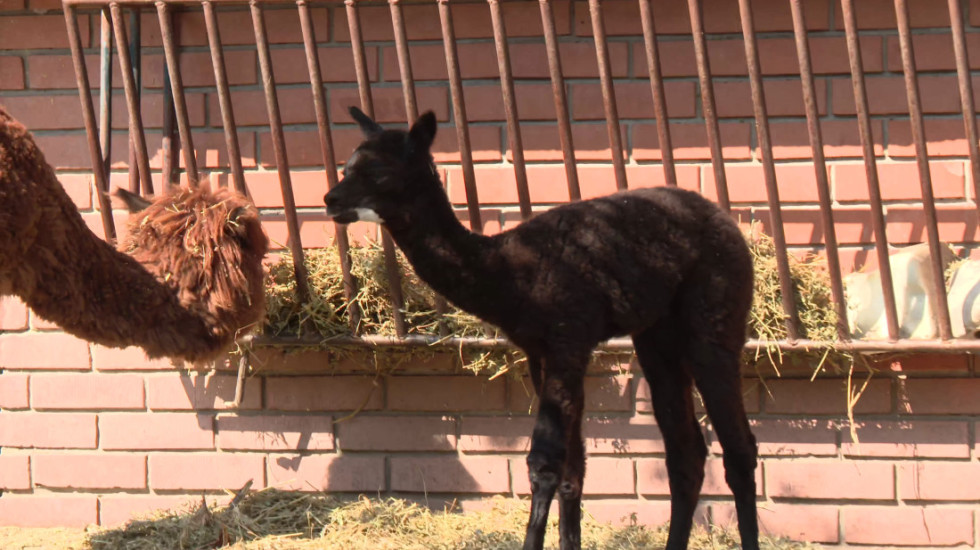 (VIDEO) "Pufnasta peruanska princeza": U Beogradskom zoološkom vrtu rodila se beba alpake