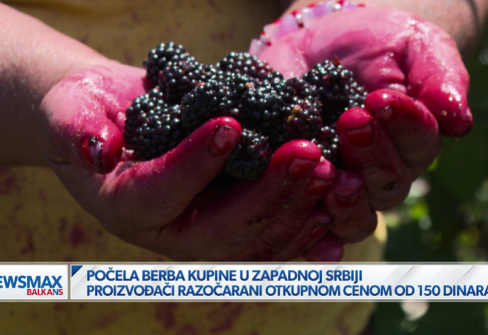 (VIDEO) Počela berba kupine u ariljskom kraju: Proizvođači razočarani otkupnom cenom od 150 dinara