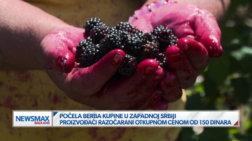 (VIDEO) Počela berba kupine u ariljskom kraju: Proizvođači razočarani otkupnom cenom od 150 dinara