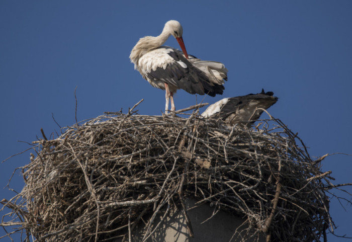 "Gde se vraćaju, tu ima sreće": Par roda svakog proleća ponovo dolazi u dvorište osnovne škole u Loznici