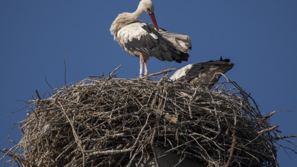 "Gde se vraćaju, tu ima sreće": Par roda svakog proleća ponovo dolazi u dvorište osnovne škole u Loznici