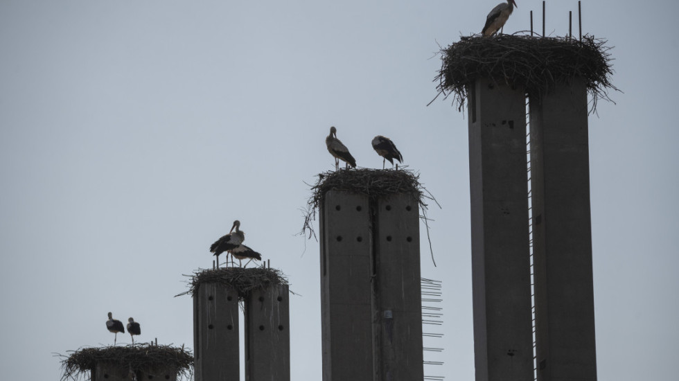 Stotine roda u blizini Madrida pronađeno mrtvo od posledica ptičijeg gripa