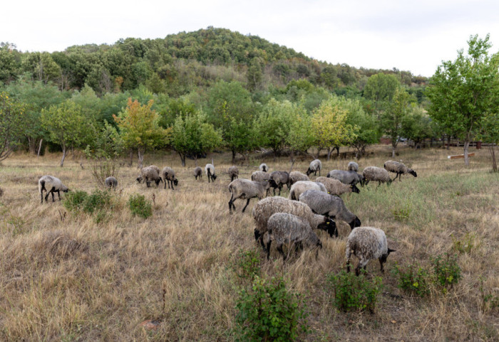 Nove olakšice za poljoprivrednike: Neće morati da pravdaju podsticaje za detelinu i lucerku
