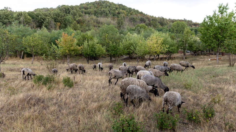 Nove olakšice za poljoprivrednike: Neće morati da pravdaju podsticaje za detelinu i lucerku