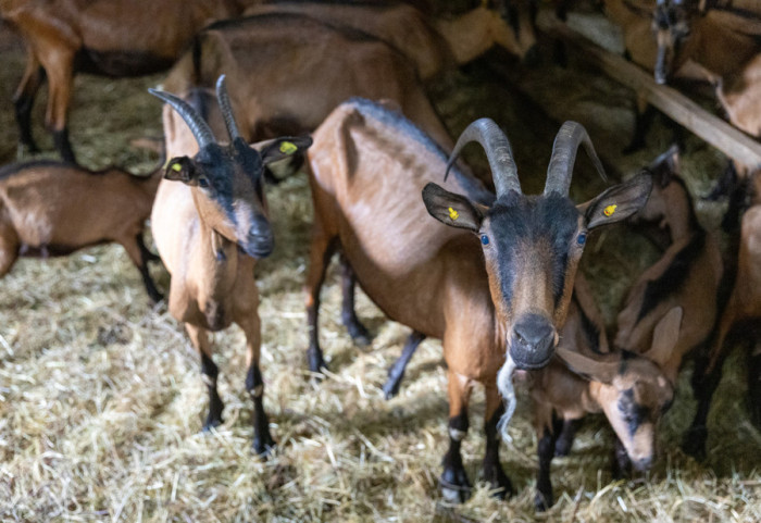 "Jednom u 100 godina": Koza ojarila pet jarića u selu kod Tutina