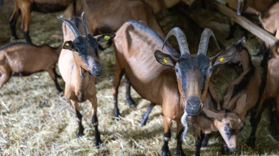 "Jednom u 100 godina": Koza ojarila pet jarića u selu kod Tutina