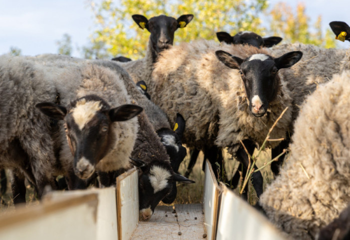 Kuga malih preživara potvrđena u Hrvatskoj, sprovode se hitne mere