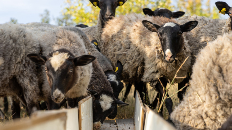 Kuga malih preživara potvrđena u Hrvatskoj, sprovode se hitne mere