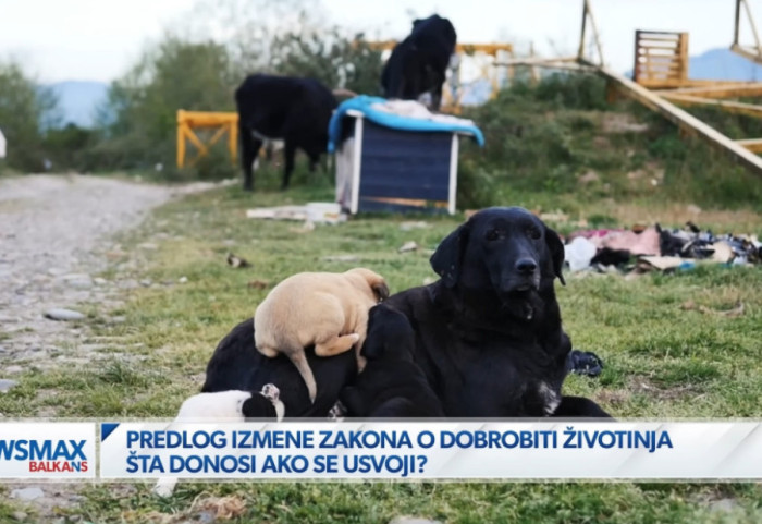 (VIDEO) Šta donose predložene izmene Zakona o dobrobiti životinja: "U velikoj meri se legitimiše njihovo ubijanje"