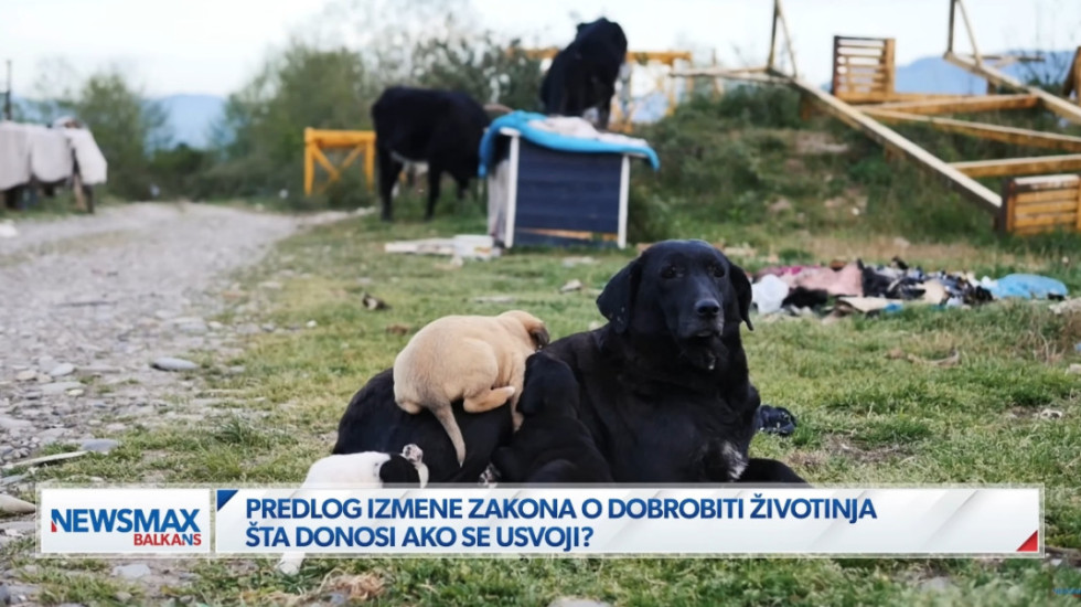 (VIDEO) Šta donose predložene izmene Zakona o dobrobiti životinja: "U velikoj meri se legitimiše njihovo ubijanje"