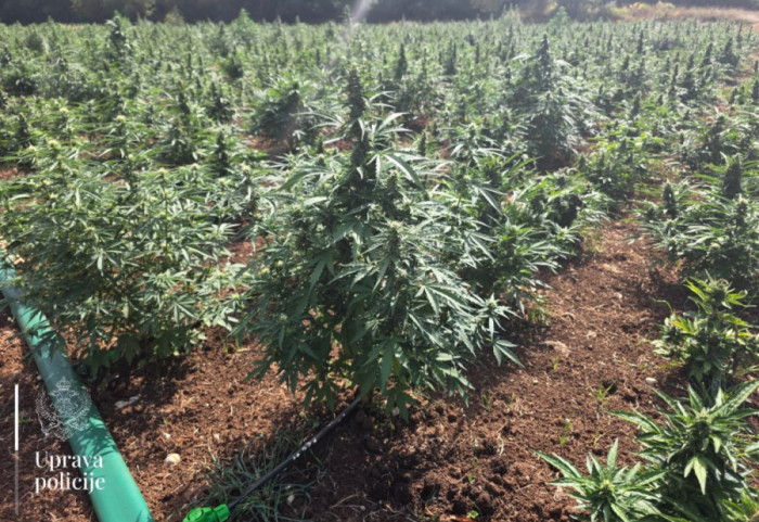 (FOTO) Otkrivena najveća plantaža marihuane u Crnoj Gori: Zaplenjeno 13.000 sadnica, uhapšene dve osobe