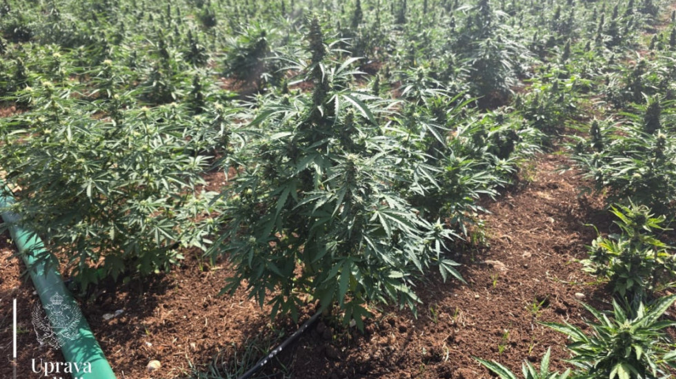 (FOTO) Otkrivena najveća plantaža marihuane u Crnoj Gori: Zaplenjeno 13.000 sadnica, uhapšene dve osobe