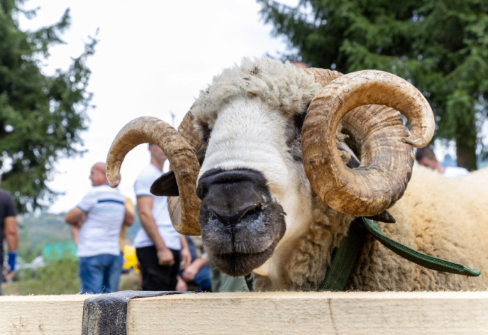 (FOTO) U Pričeviću kod Valjeva održana 17. ovčarska izložba i 6. festival jagnjećeg pečenja