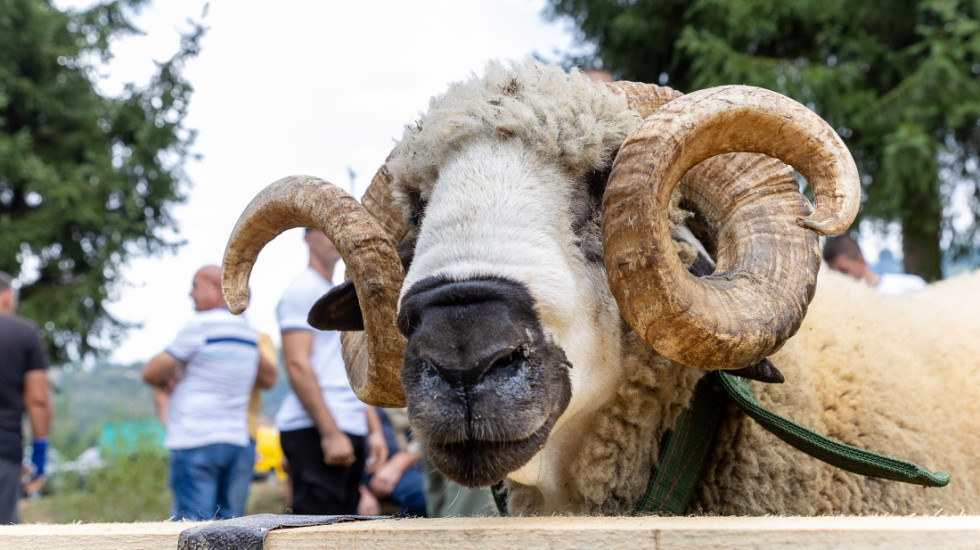 (FOTO) U Pričeviću kod Valjeva održana 17. ovčarska izložba i 6. festival jagnjećeg pečenja