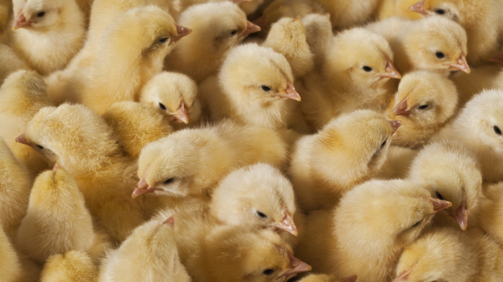 Danska će uništiti 150.000 pilića zbog epidemije ptičijeg gripa H5N1