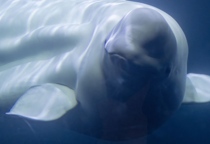 Kanadski park preti eutanazijom 30 beluga kitova zbog odbijenog predloga da se premeste u Kinu