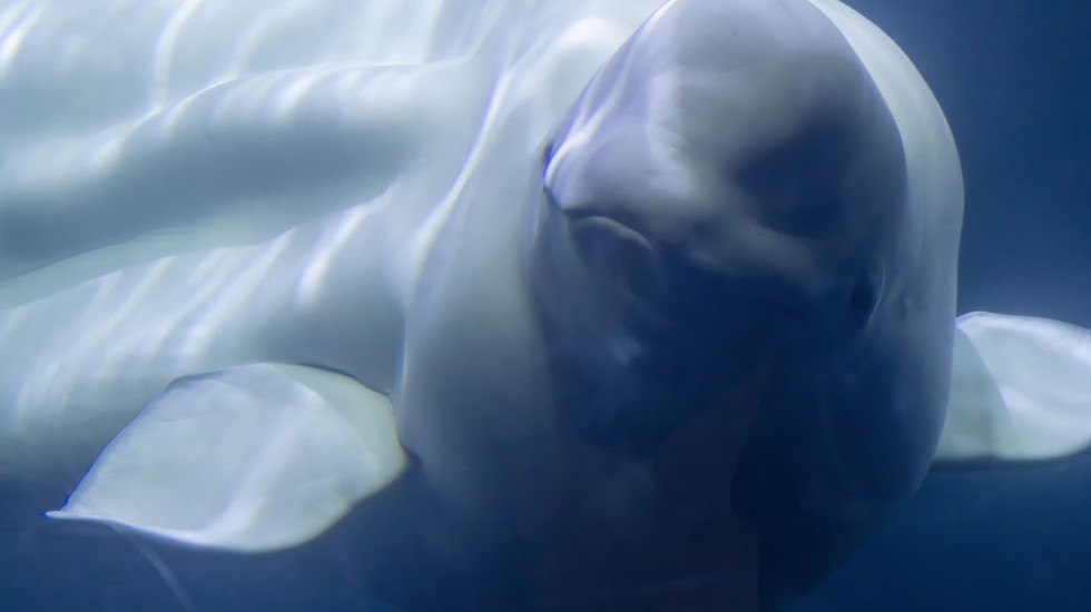 Kanadski park preti eutanazijom 30 beluga kitova zbog odbijenog predloga da se premeste u Kinu