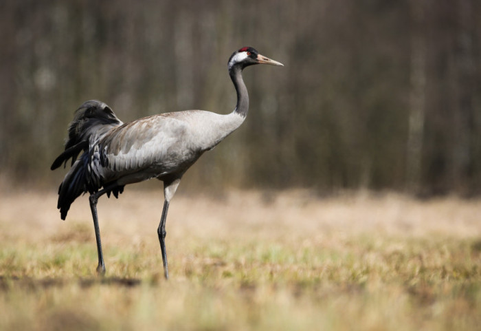 Pronađeno oko 2.000 ždralova uginulih od ptičjeg gripa u selu kod Berlina