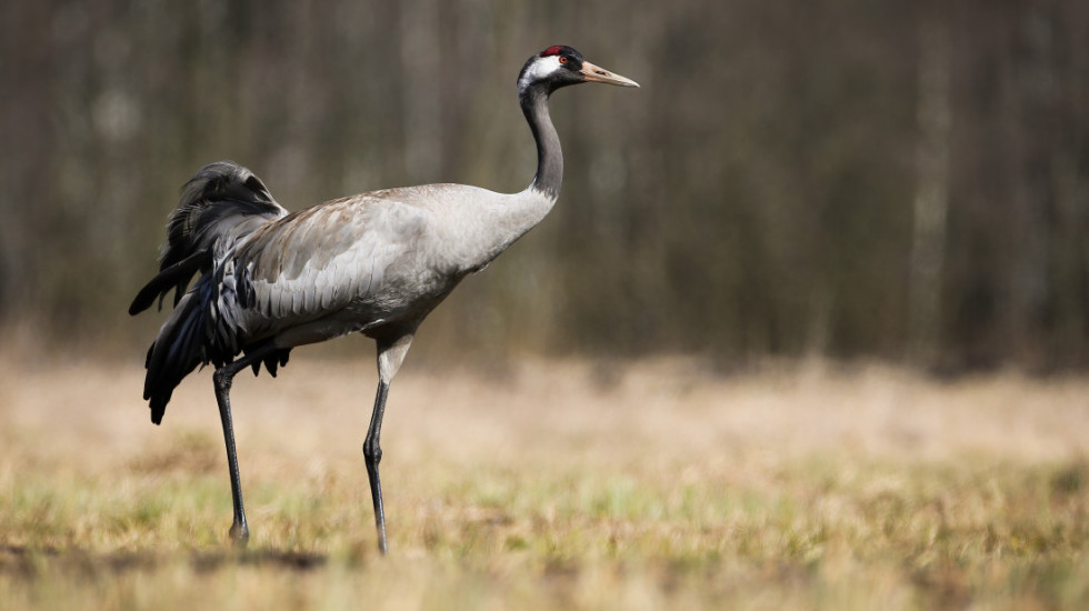 Pronađeno oko 2.000 ždralova uginulih od ptičjeg gripa u selu kod Berlina