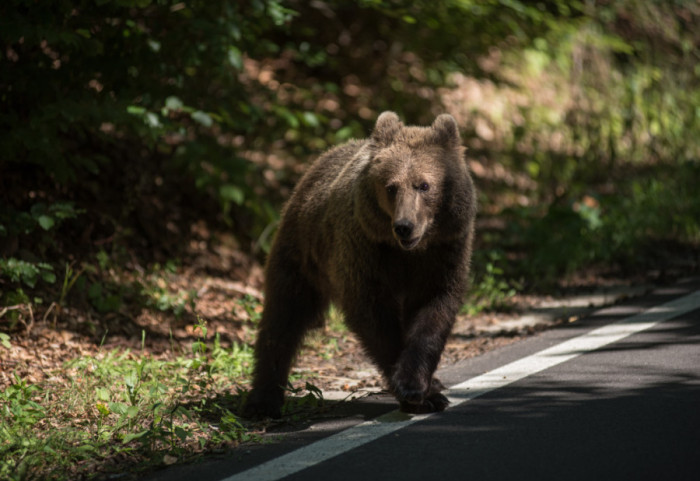 Japan poslao vojsku na sever države kako bi pomogla u suzbijanju napada medveda