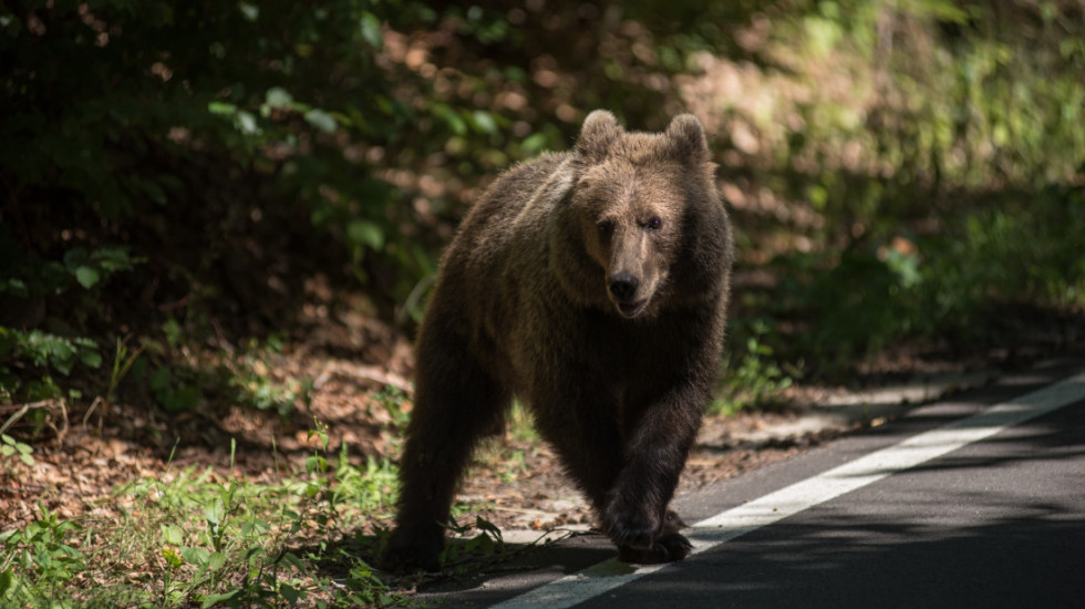 Japan poslao vojsku na sever države kako bi pomogla u suzbijanju napada medveda