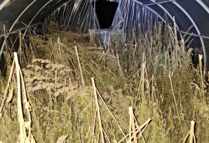 (FOTO) Zaplenjeno oko 200 kilograma marihuane kod Loznice, uhapšen vlasnik imanja