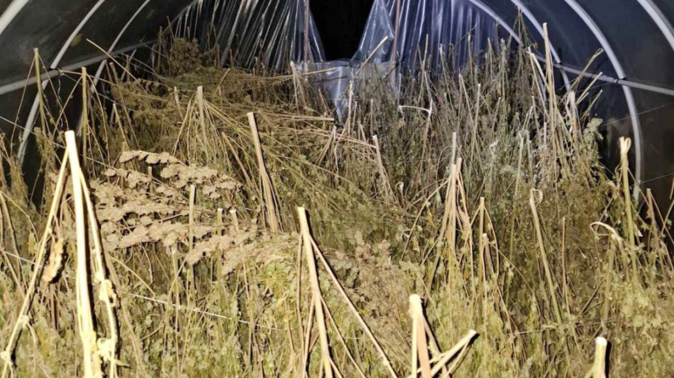 (FOTO) Zaplenjeno oko 200 kilograma marihuane kod Loznice, uhapšen vlasnik imanja