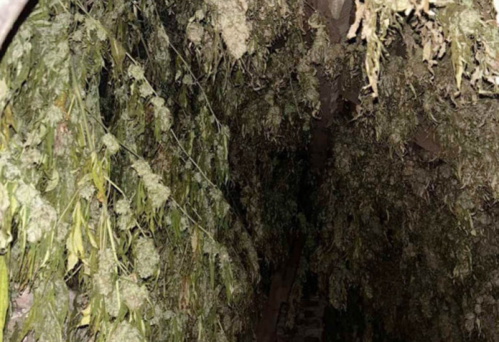 Otkrivena laboratorija za proizvodnju droge kod Obrenovca: Zaplenjeno oko 160 sadnica marihuane