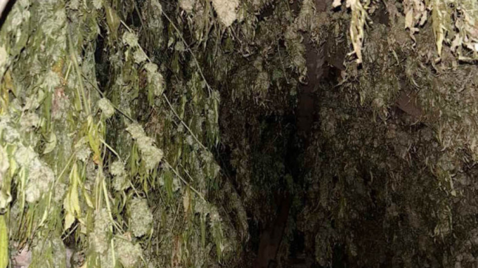 Otkrivena laboratorija za proizvodnju droge kod Obrenovca: Zaplenjeno oko 160 sadnica marihuane