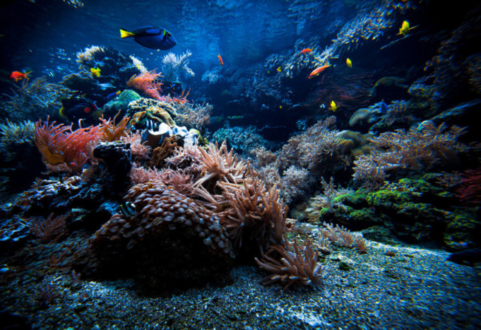 (FOTO) Otkrivene nove morske vrste u Južnom okeanu – među njima i "zombi crv"