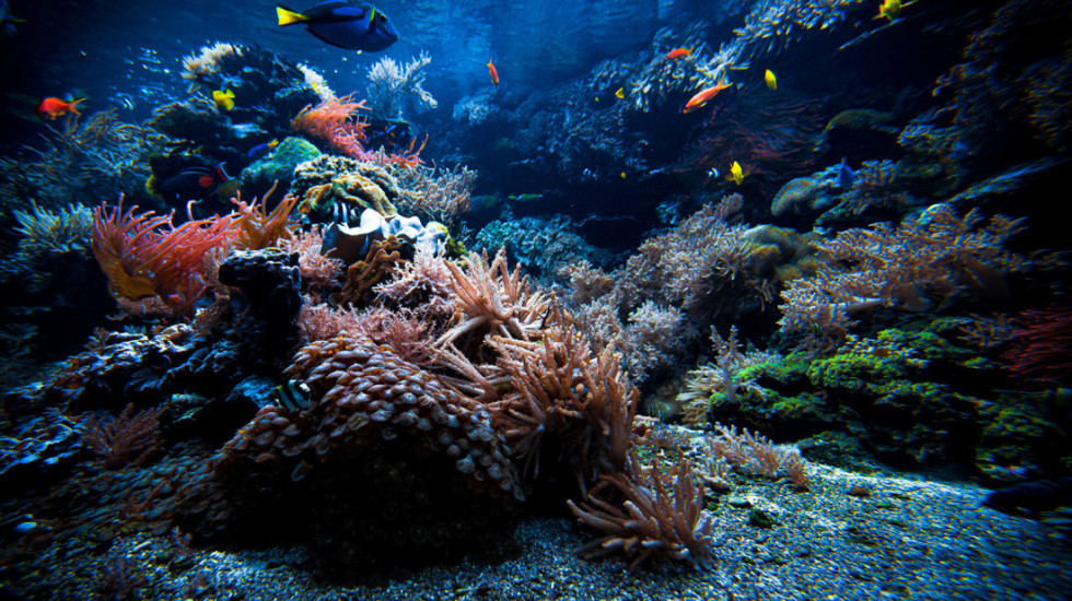 (FOTO) Otkrivene nove morske vrste u Južnom okeanu – među njima i "zombi crv"