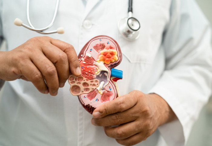 Naučnici kombinovali organoide bubrega sa organima svinje i izvršili transplantaciju